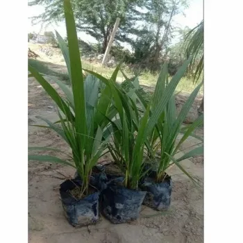 Organic Hybrid Plant